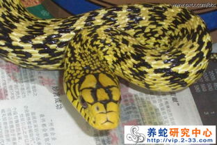 最大的大王蛇有多大