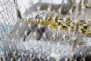 最大的大王蛇有多大