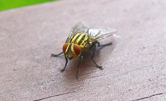 豬圈蒼蠅怎么消滅