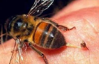 豬鼻龜身上有腐爛怎么辦