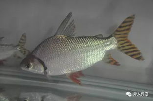 豬鼻龜身上有腐爛怎么辦