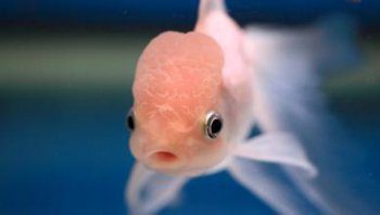 豬鼻龜身上有腐爛怎么辦