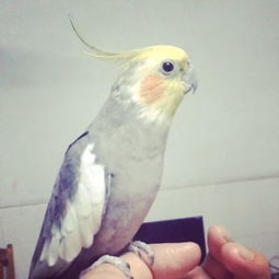 玄風鸚鵡會說話嗎