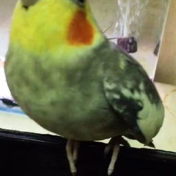 玄風鸚鵡會說話嗎