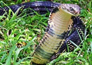 眼鏡王蛇是幾級保護(hù)動物