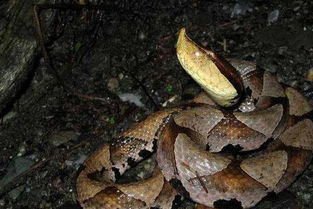 眼鏡王蛇是幾級保護(hù)動物