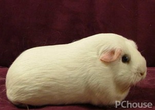 荷蘭豬吃玉米嗎