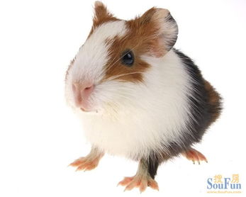 荷蘭豬能吃香蕉嗎