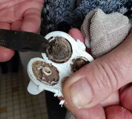 鴨肚是鴨子的哪個部位