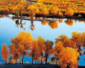 胡楊樹象征什么精神