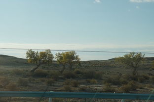 胡楊樹象征什么精神