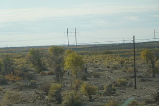 胡楊樹象征什么精神