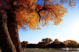 胡楊樹象征什么精神