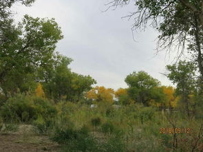 胡楊樹象征什么精神