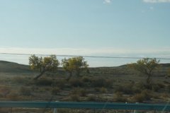 胡楊樹象征什么精神