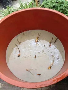 玉米妹張倩云哪去了