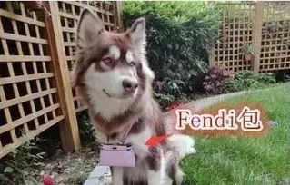 霍思燕家的貓什么品種