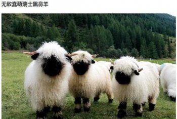 凌惠平出土真的會說話嗎