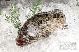 孕婦可以吃石斑魚嗎