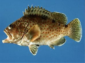 孕婦可以吃石斑魚嗎