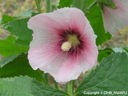 一丈紅是打屁股嗎