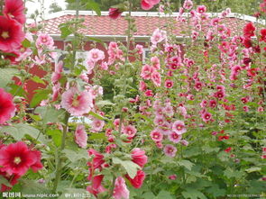 一丈紅是打屁股嗎