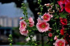 一丈紅是打屁股嗎