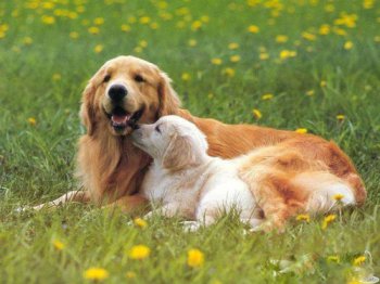 鄧世昌的狗什么品種