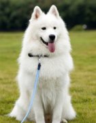 鄧世昌的狗什么品種