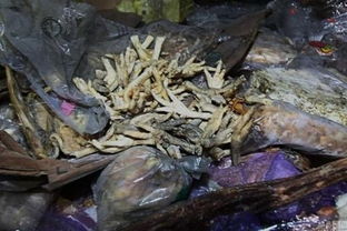 真有僵尸存在嗎