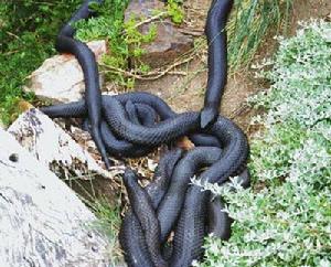 世界上最毒的蟒蛇是什么蛇