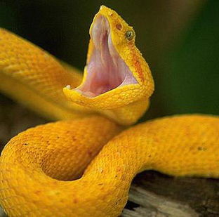 世界上最毒的蟒蛇是什么蛇