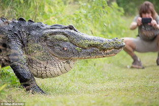 史前動物可以復活嗎