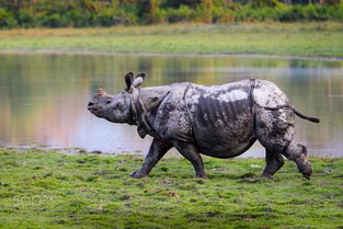 獨角獸是什么動物