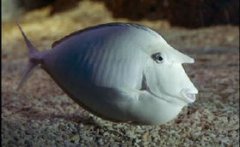 獨角獸是什么動物