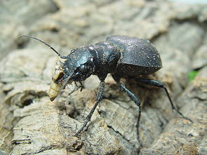 世界上最大的章魚長什么樣