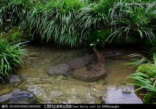 娃娃魚最大有多重