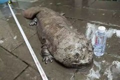 娃娃魚最大有多重