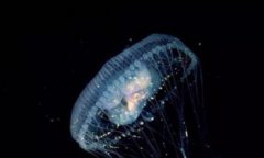 什么微生物壽命最長