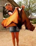 世界上最大的章魚長什么樣