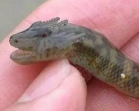 日本龍標本是真的嗎