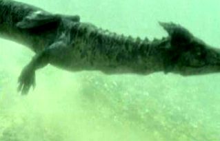 日本龍標本是真的嗎