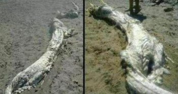 日本龍標本是真的嗎