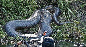 泰坦巨蟒還存在嗎