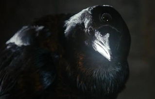 牛眼淚可以開陰陽眼