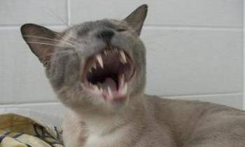 貓?jiān)p尸怎么回事