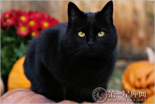 貓?jiān)p尸怎么回事