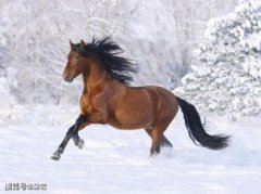 孔明生肖屬什么