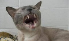 貓詐尸怎么回事