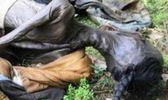 貓臉老太太是怎么死的